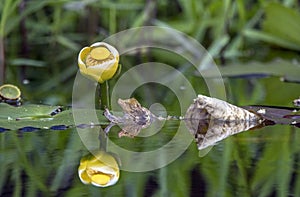 Yellow Water Lily floating in blackwater swamp, Okefenokee Georgia