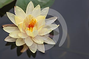 Yellow Water Lily Floating in Pond