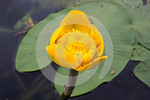 Yellow water-lily, flower closeup photo