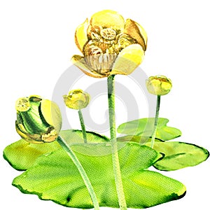 Yellow water-lily flower, Nuphar lutea, isolated, watercolor illustration