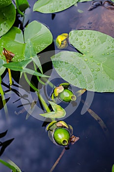 Yellow Water-lily fruits