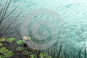 Yellow water lily with green leave in white cloud sky reflection lake nature background