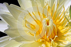 Yellow water lily isolated on black