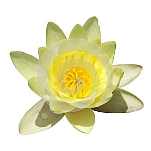 Yellow water lily isolated on white background.