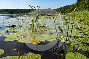 A yellow water lily on a large forest lake on a summer day