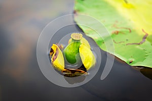 Yellow water lily - Latin name - Nuphar lutea