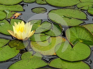 Yellow water lily with leaves