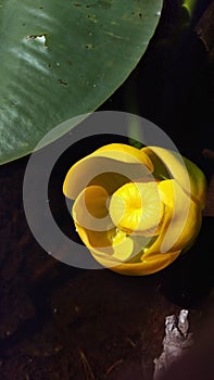 Yellow Water Lily - Macro