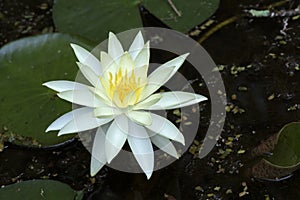 Yellow water lily or Mexican waterlily