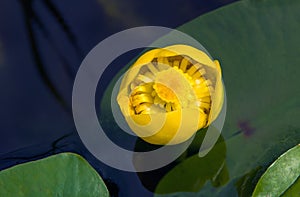 Yellow water-lily Nuphar lutea