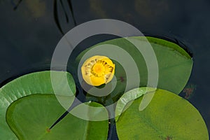 Yellow water-lily Nuphar lutea