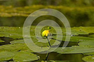 The yellow water-lily Nuphar lutea