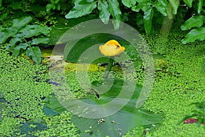 Yellow Waterlily - Nuphar lutea Brandy bottle