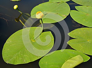 The yellow water lily Nuphar lutea L.. Flowers and leaves