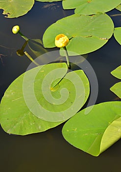The yellow water lily Nuphar lutea L.. Flowers and leaves