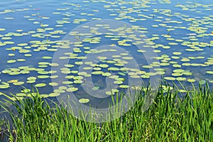 Yellow water lily or nuphar lutea on lake