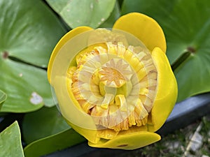 The yellow water-lily / Nuphar lutea, Nuphar luteum, Nenufar or Nenuphar / Brandy-bottle, Spadderdock, Gelbe Teichrose