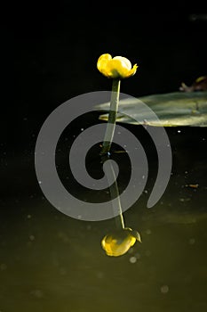 Yellow Water Lily, Nuphar Lutea Up Close In Canal