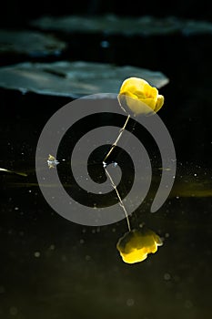 Yellow Water Lily, Nuphar Lutea Up Close In Canal