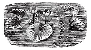 Yellow Water-lily or Nuphar lutea, vintage engraved illustration