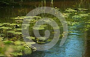 Yellow water lily. Nuphar Luteum. Green leaves on the water