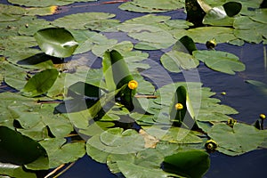 Yellow water Lily Nymphaeaceae in pond with green leaves and reflections, selective focus