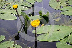 Yellow water-lily, NÃÂºphar lÃÂºtea. Flowers and leaves on the surface of the pond photo