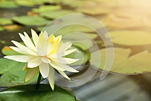 Yellow water lily in pond.