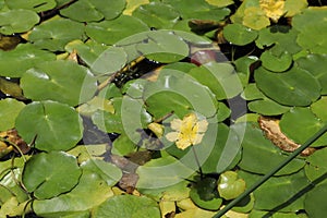 Yellow Water Lily and round green pads floating on a pond