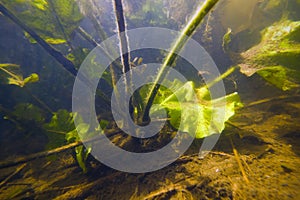 Yellow water-lily with stems and tender underwater leaves in a shallow freshwater river with clear water and dense vegetation