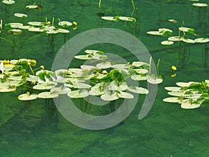 Yellow Water-Lily with Stems Visible Through Clear Water