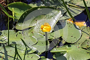 Yellow water lily in a summer swamp