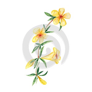 Yellow watercolor flower. Alamanda, yellow bell. Botanical illustration isolated on white background. Can be used for