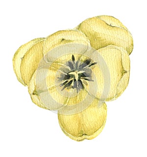 Yellow watercolor Tulip