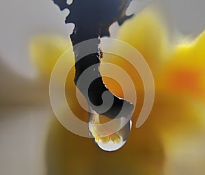 Yellow , waterdrop , plant