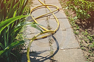 Yellow watering hose on the garden pavement path, watering plants in the garden. Irrigation system