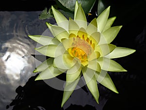 Yellow Waterlily