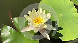 Yellow waterlily moves in the breeze