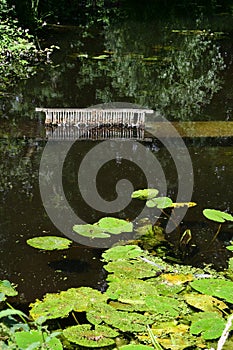 Yellow Waterlily - Nuphar lutea, Oxburgh Hall, Norfolk, England, UK