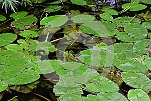 Yellow Waterlily - Nuphar lutea, River Yare, Surlingham, Norfolk Broads, England, UK