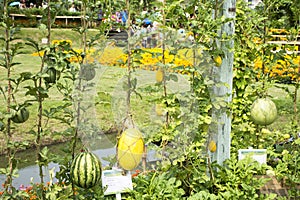 Yellow Watermelon and Green Watermelon or Citrullus lanatus plant