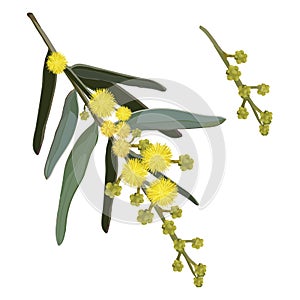 Yellow Wattle Flower Vector