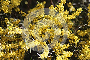 Yellow Wattle Flowers