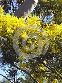 Yellow Wattle Flowers in my Garden