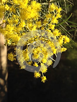 Yellow Wattle Flowers in Spring