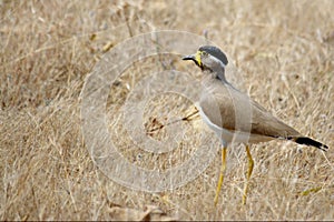 Yellow wattled lapwing