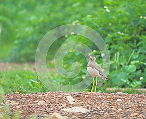 Yellow wattled lapwing bird