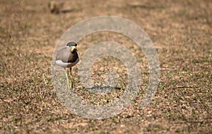 Yellow wattled lapwing bird