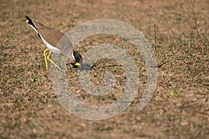 Yellow wattled lapwing bird