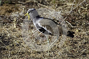 A yellow wattled lapwing bird in the grasslands of Gir National Park.